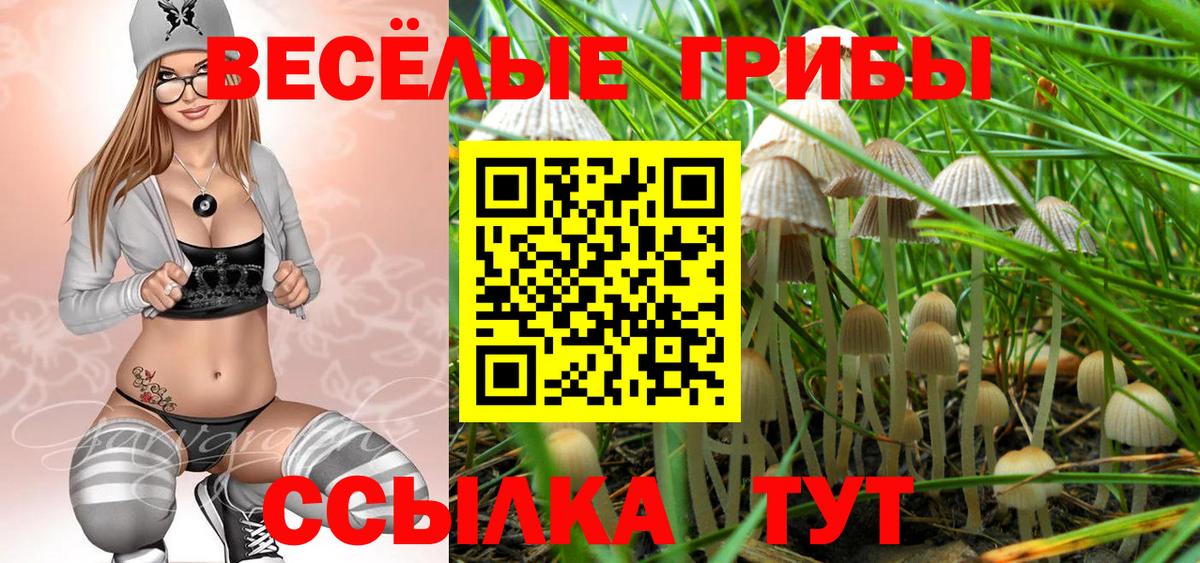Галлюциногенные грибы Psilocybe Карталы